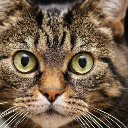 دانلود آهنگ لولی از کاظم